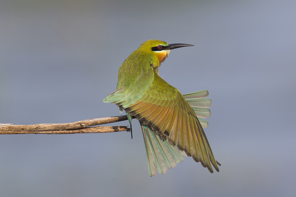 Blue-tailed Bee-eater 9139web