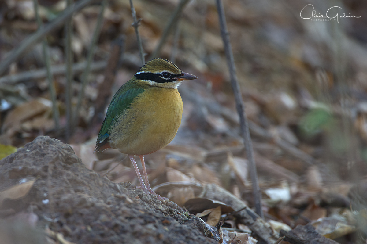 Indian Pitta 9848