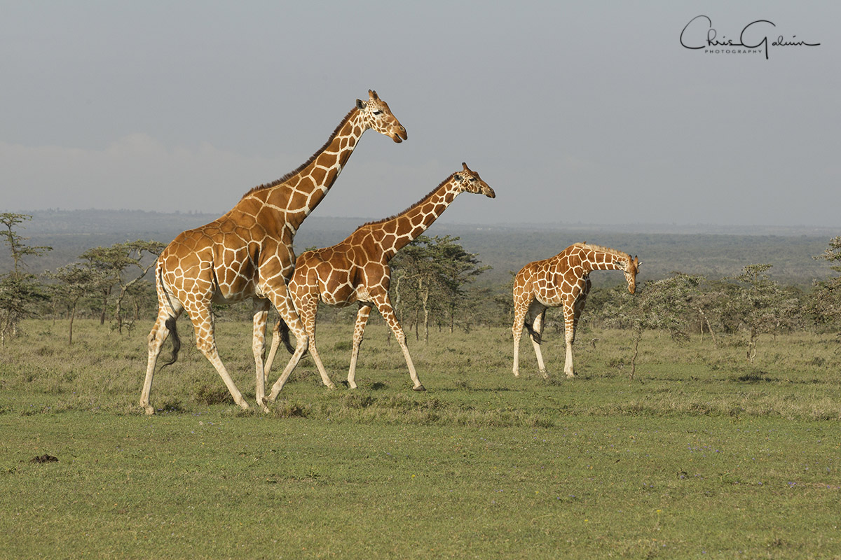 Reticulated Giraffe 0573