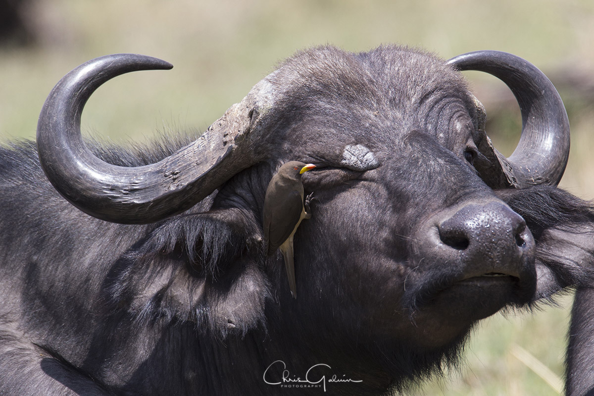 Yellow-billed Oxpecker 0959