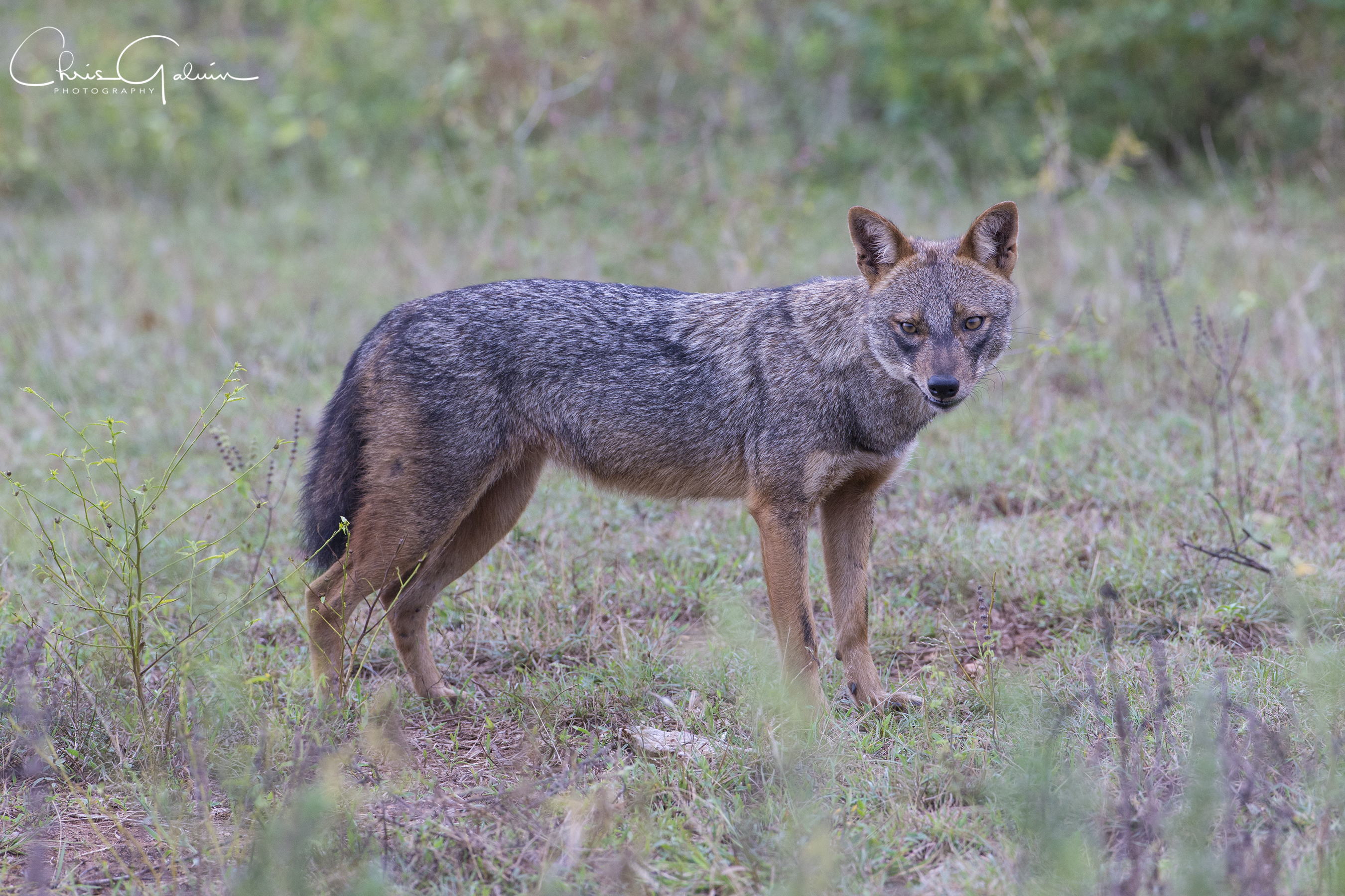 Golden Jackal 0019 v2