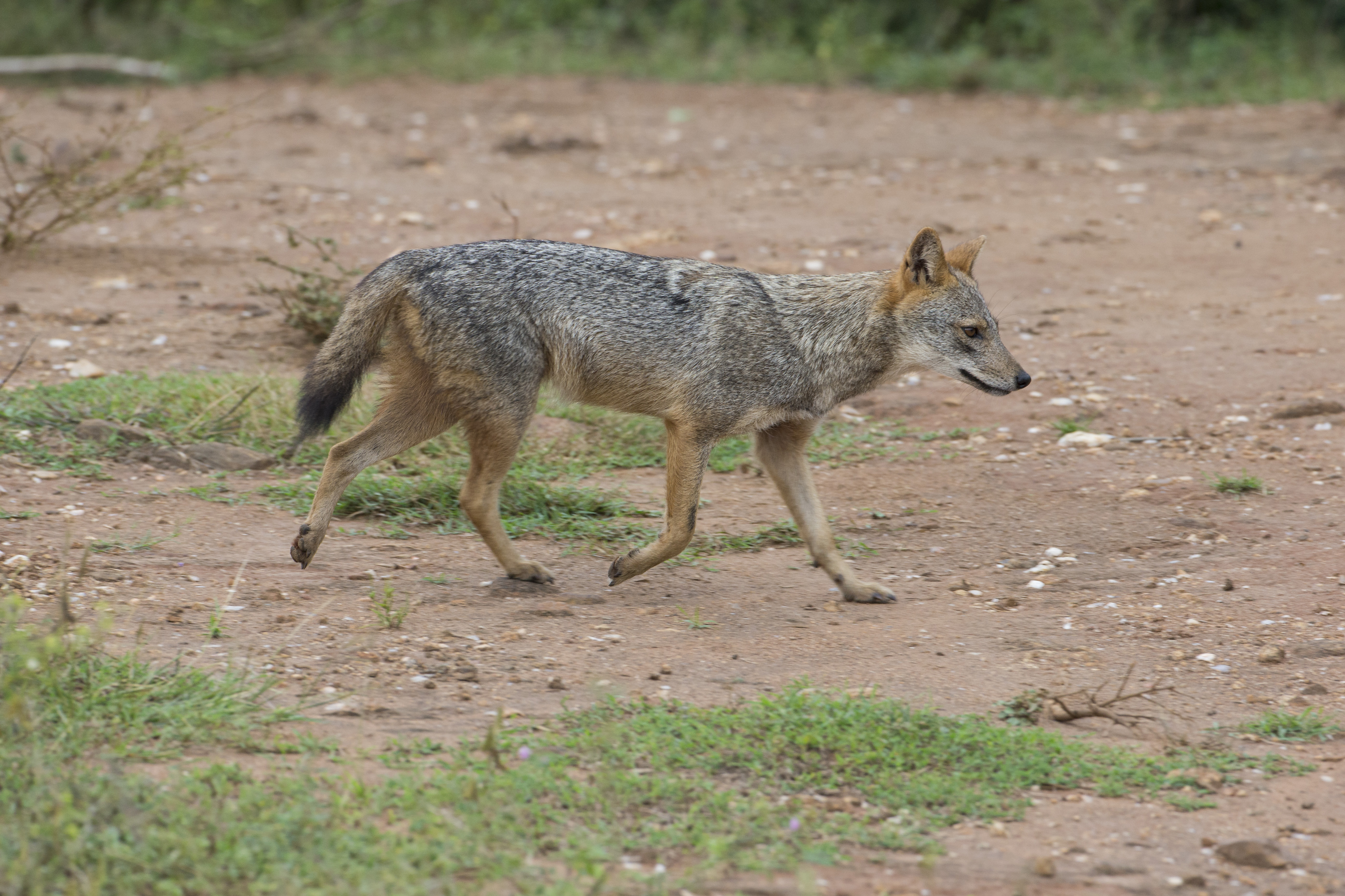 Golden Jackal 0032