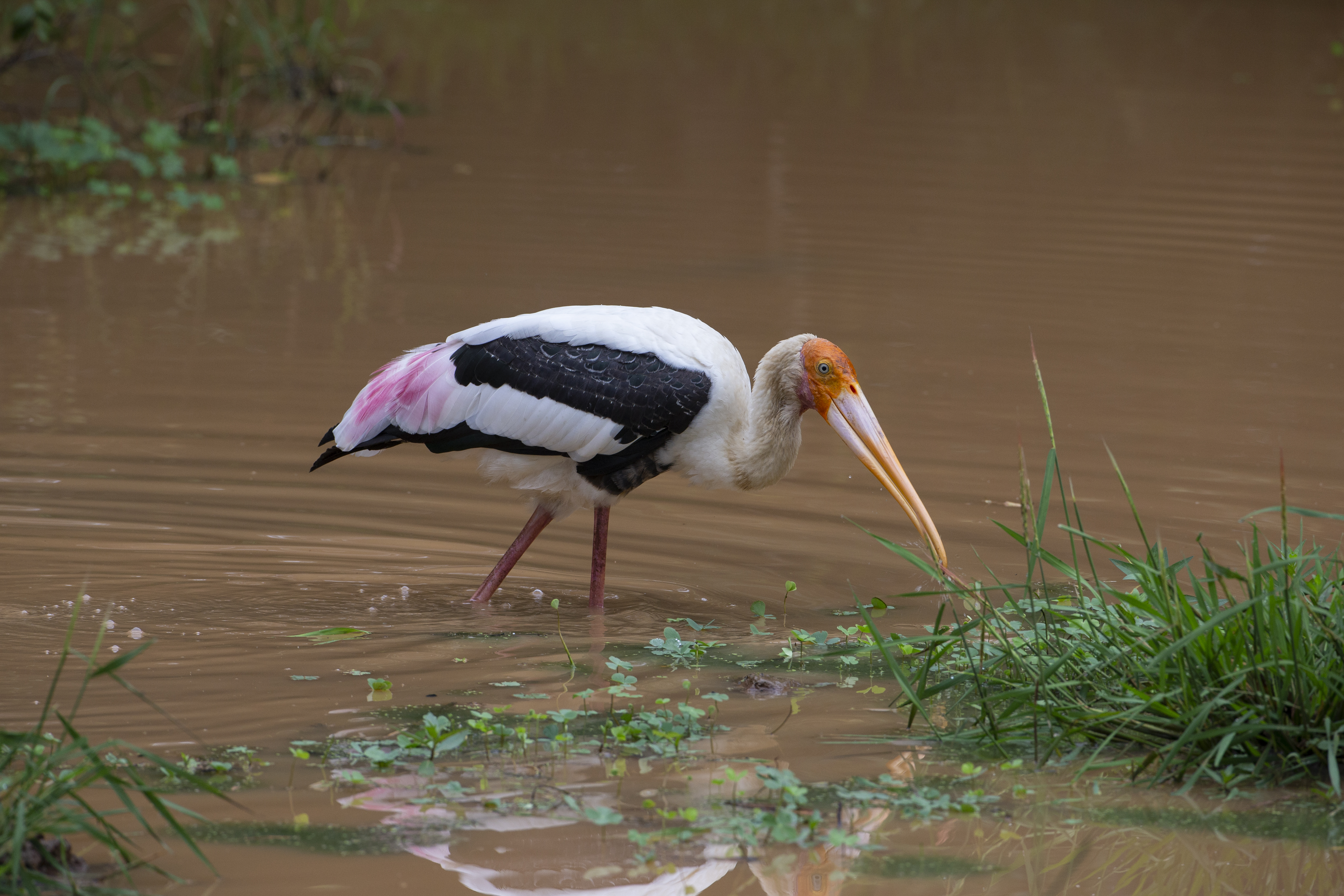 Painted Stork 7639