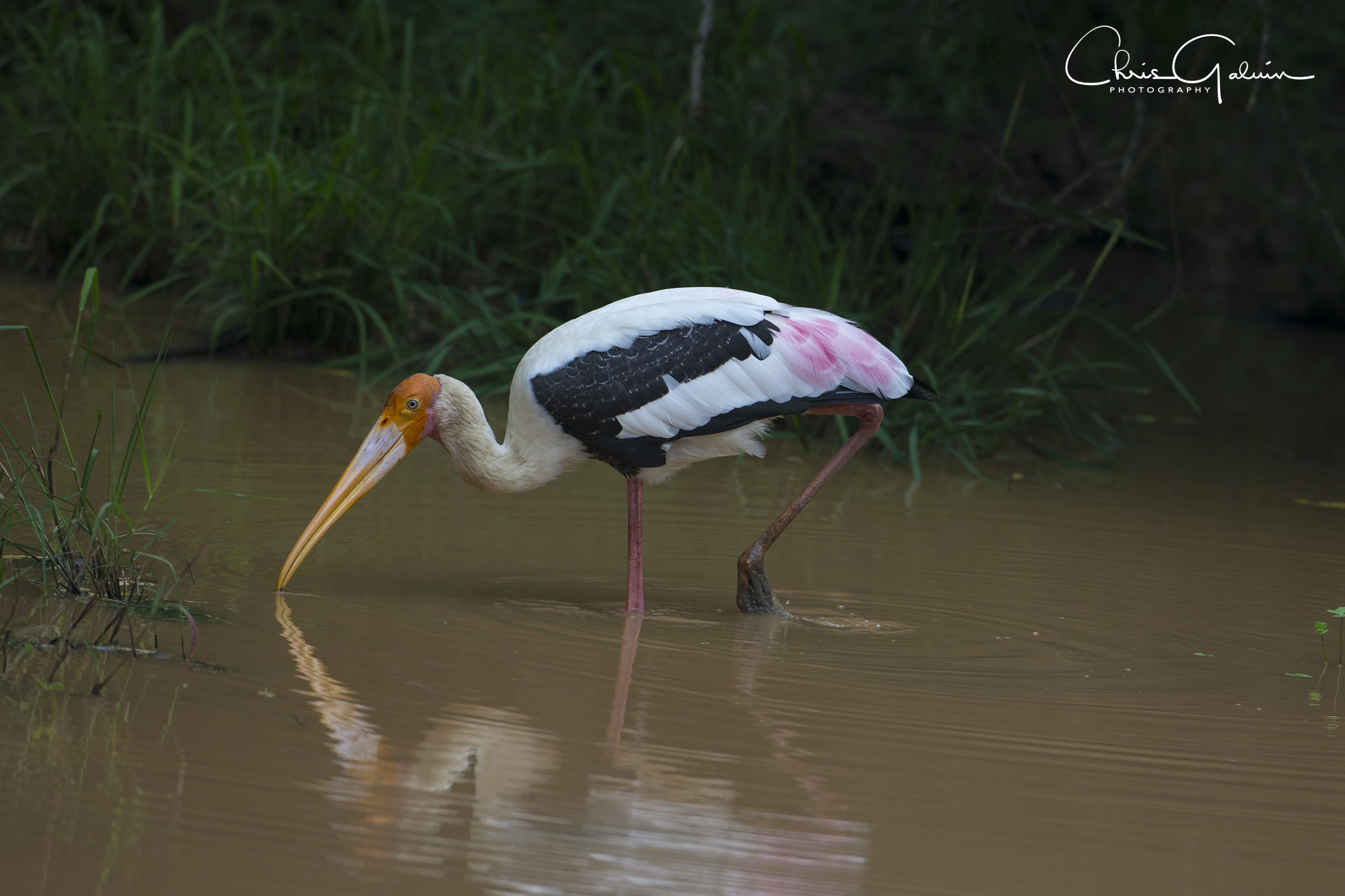 Painted Stork 7670
