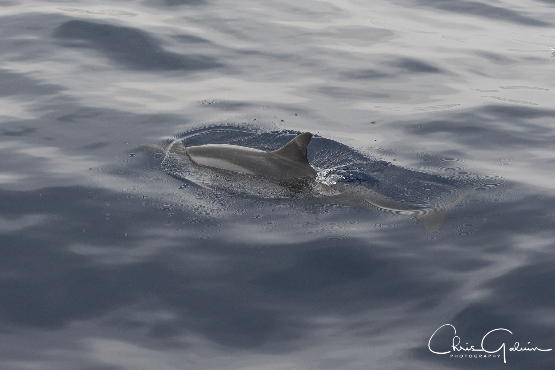 Spinner Dolphin 6747