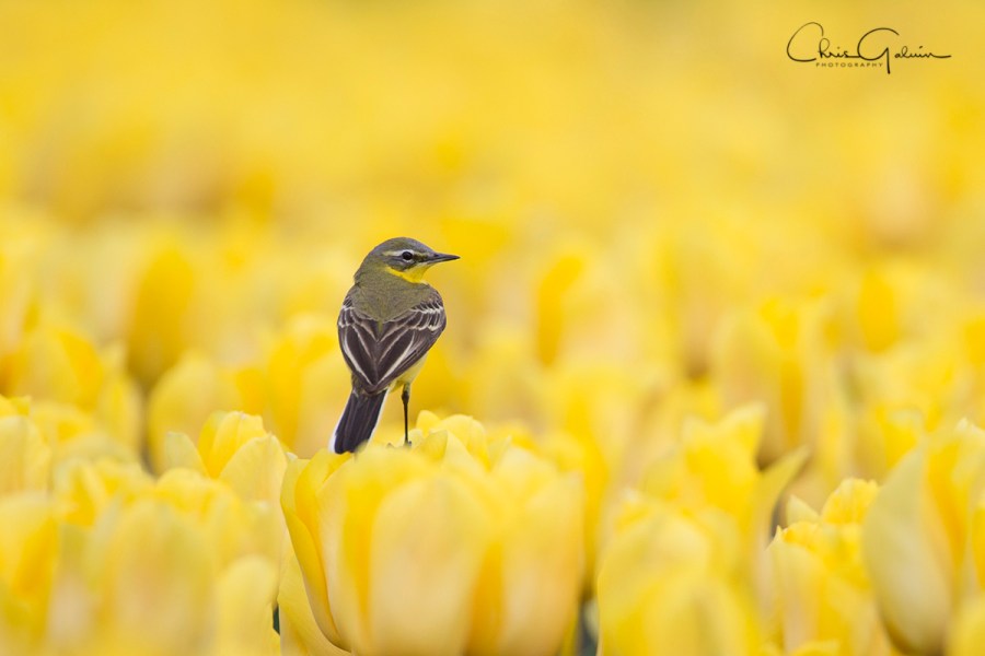 Yellow Wagtail 3198