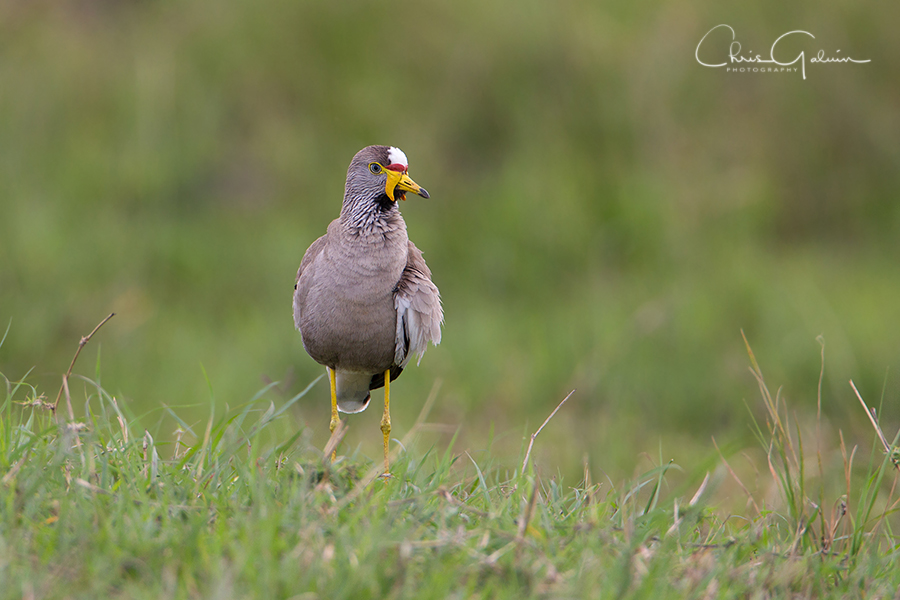 wattled plover 8542