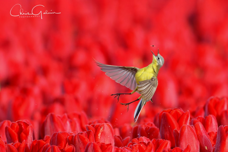 A Yellow Wagtail Jumps in the air to catch a fly against a blurred background of red tulips
